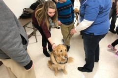 Comfort Dogs